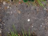 image of grave number 678429